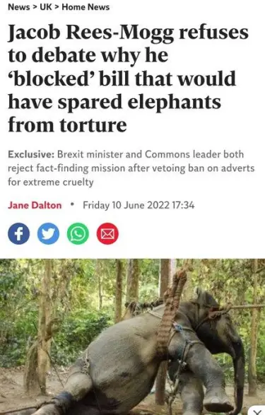 Rees-Mogg blocks bill to save elephants from torture